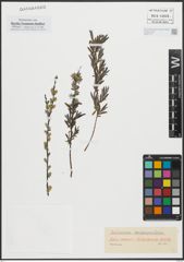 Foto von Salix repens L.